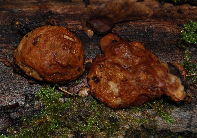 Funghi del 14 gennaio.